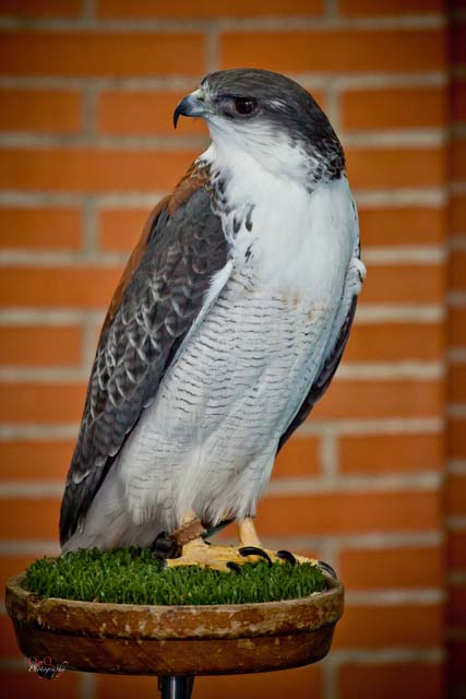 Semana Ciencias en Los Tilos